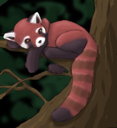 Red Panda