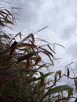 cornfields