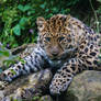 Panthera pardus orientalis