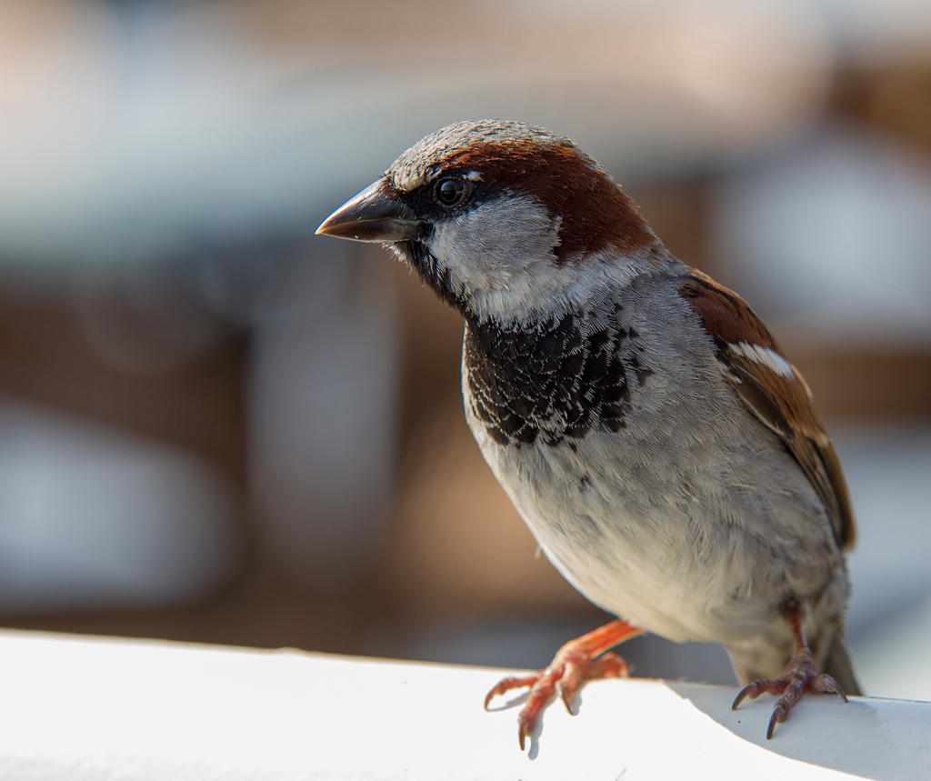 Sparrow