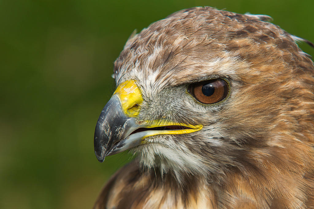 buzzard 1