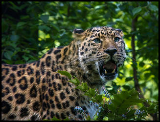 Amur leopard 1