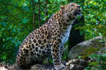 Amur leopard 2