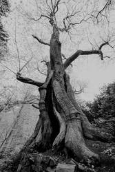 Old tree