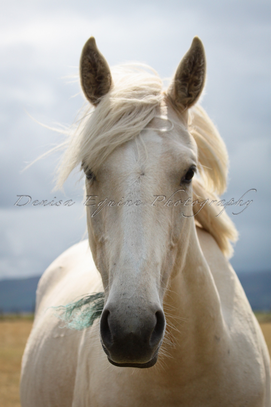 Palomino