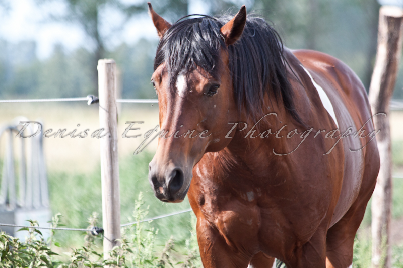 Paint horse stallion II