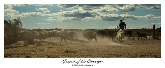 Grazers of the Camargue II