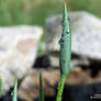 Dewy Iris Bud