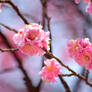 Pink Cherry Blossoms