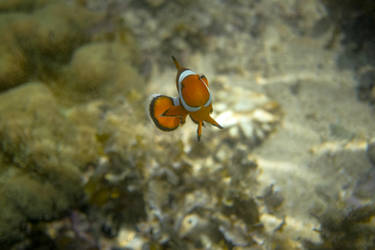 Clownfish