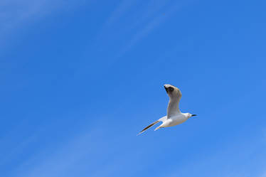 Black-billed Gull Bird in New Zealand