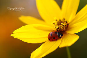 Ladybug. by CryingSoulGirl