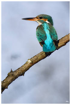 my first kingfisher