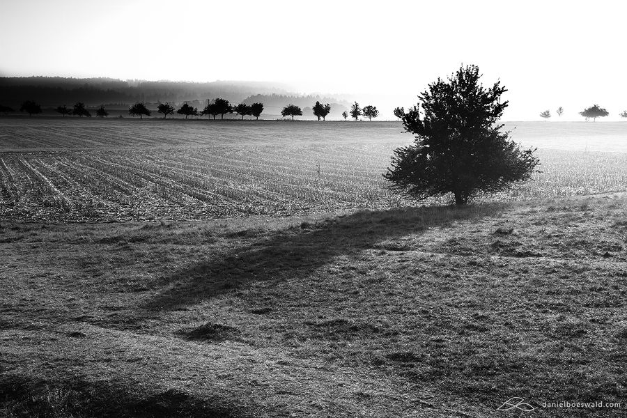 shadows of the trees