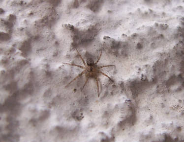 Oecobius sp., a very small spider (Oecobiidae)