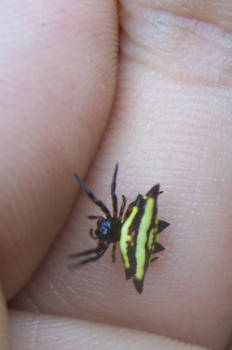 Gasteracantha sp. (Araneidae)