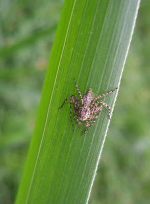 Lynx spider (Oxyopidae)