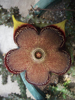 Stapelia Flower 1