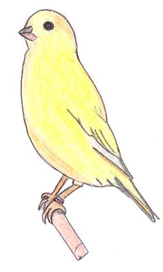 How To Draw A Canary Easy Step By Step - Youtube