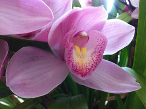 Kotori ~ Close up of her blooms