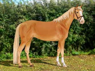 Finnish warmblood mare