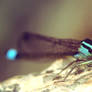 dragonfly - super macro 2