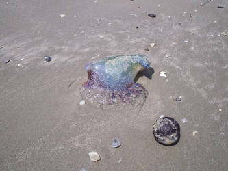 Jellyfish and friend