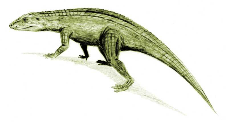 20070519063159!Protosuchus BW by beastpeople on DeviantArt