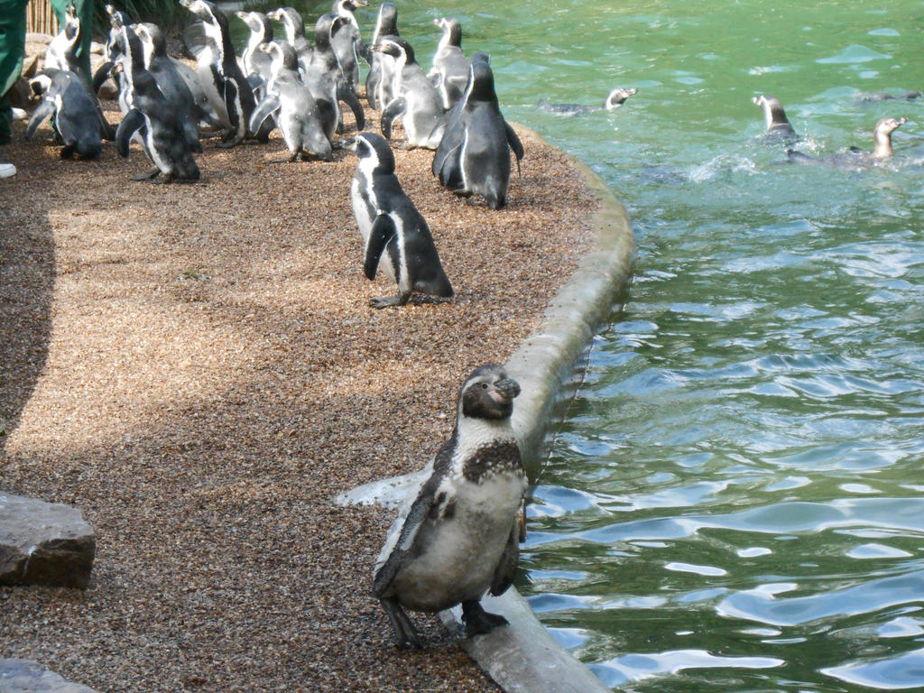 Penguins by TheBlueBean1993 on DeviantArt