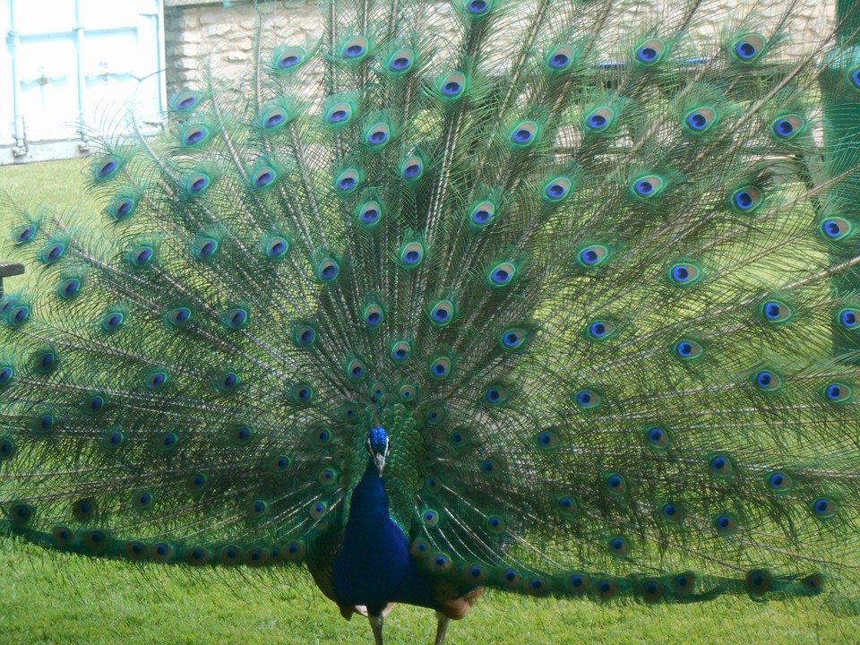 Peacock