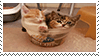 Stamp: Kittens in a container by Azrael-Legna