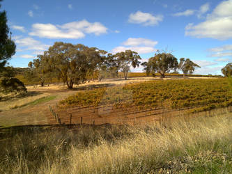 Clare valley