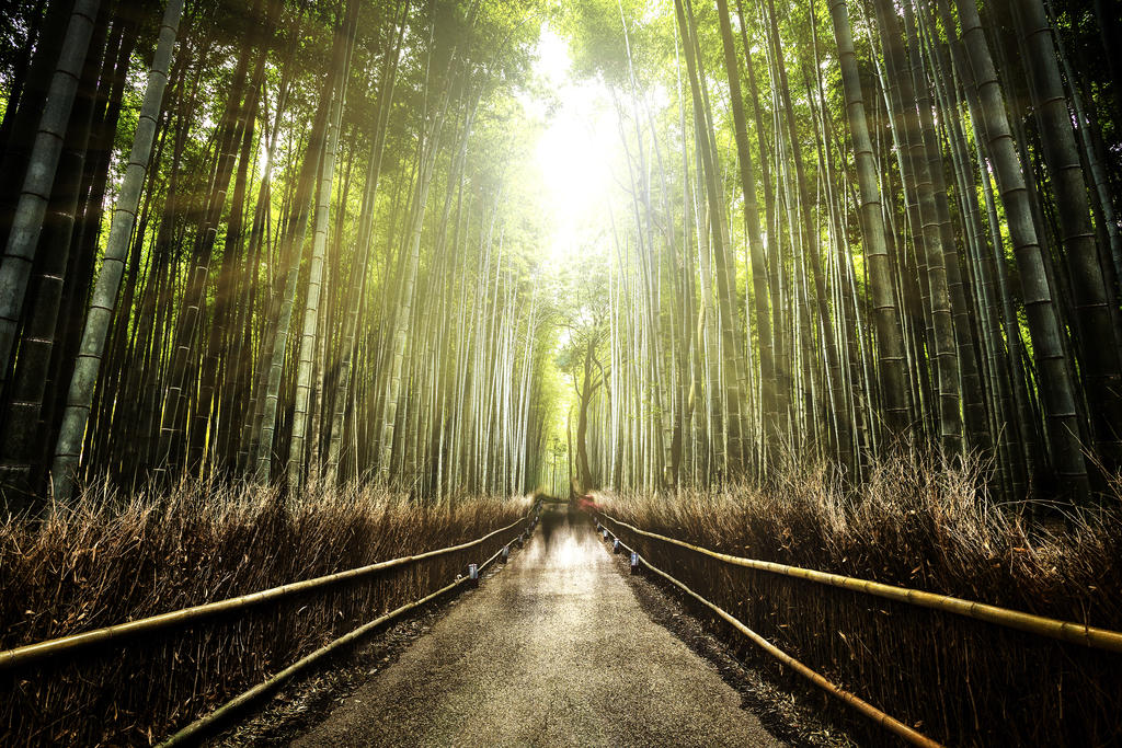 Bamboo path