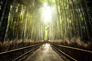 Bamboo path