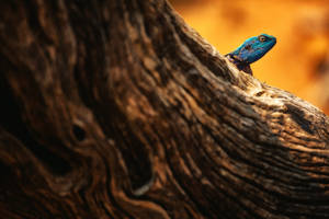 Tree Agama