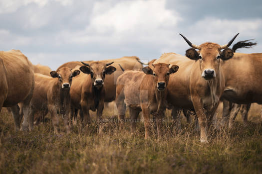 Aubrac Cows