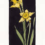 Narcissus pseudonarcissus