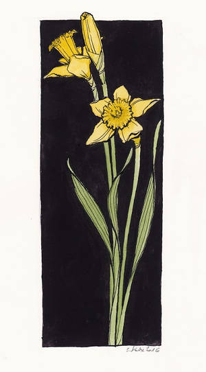 Narcissus pseudonarcissus by cidaq