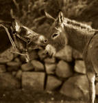 Donkey love by ruthsantcortis