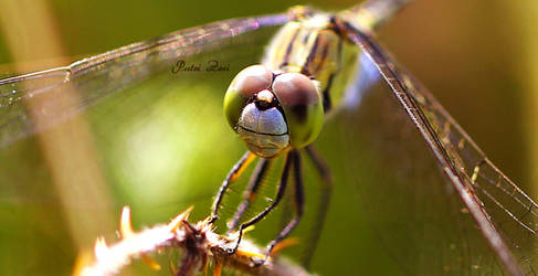 Yellow-tailed Ashy Skimmer - Potamarcha Congener