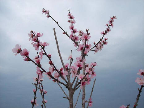 almond tree.