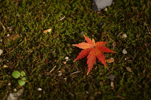 A Single Fallen Leaf