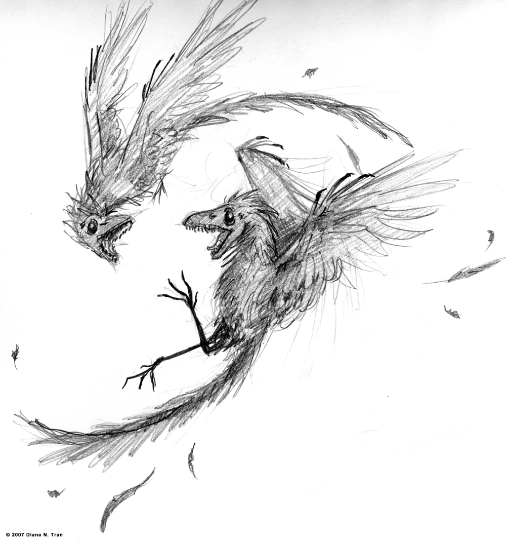 Archaeopteryx lithographica