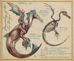 Sea dragon Anatomy