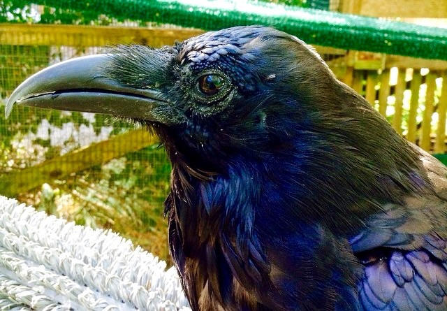 Raven Variations Colorful Raven by DorkyDorkwingBantam on DeviantArt