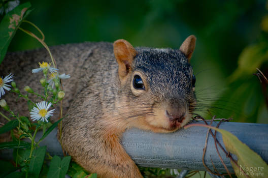 Squirrel taking his time off