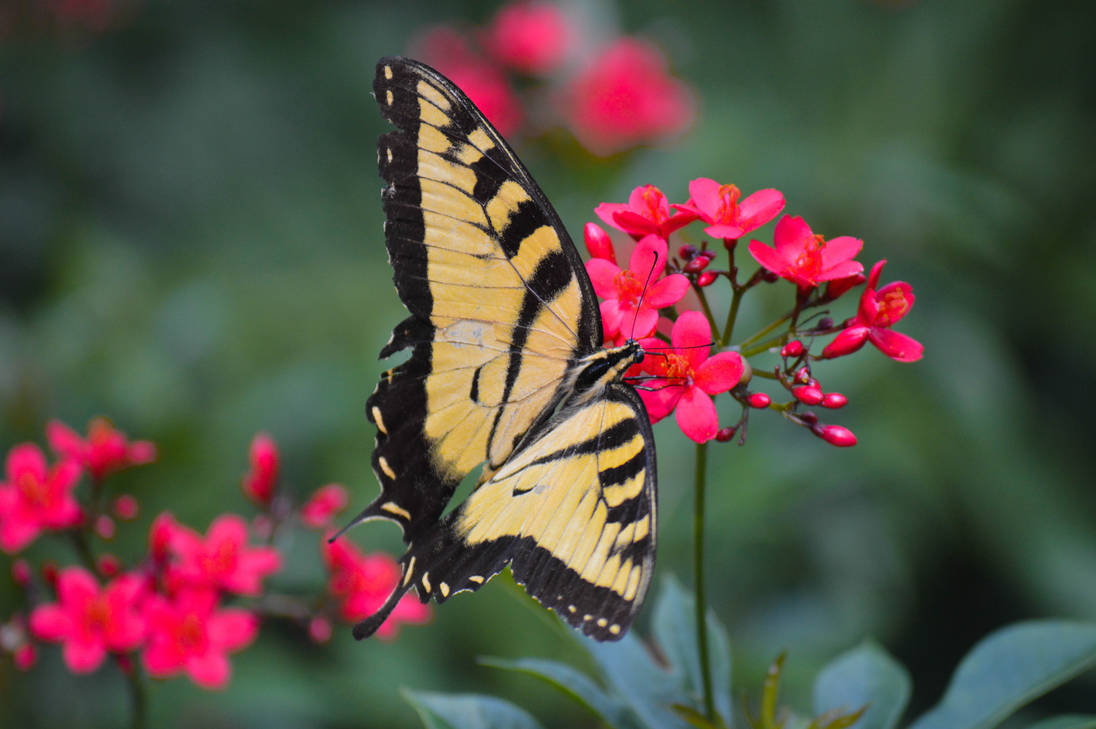 Eastern Tiger Swallowtail Butterfly