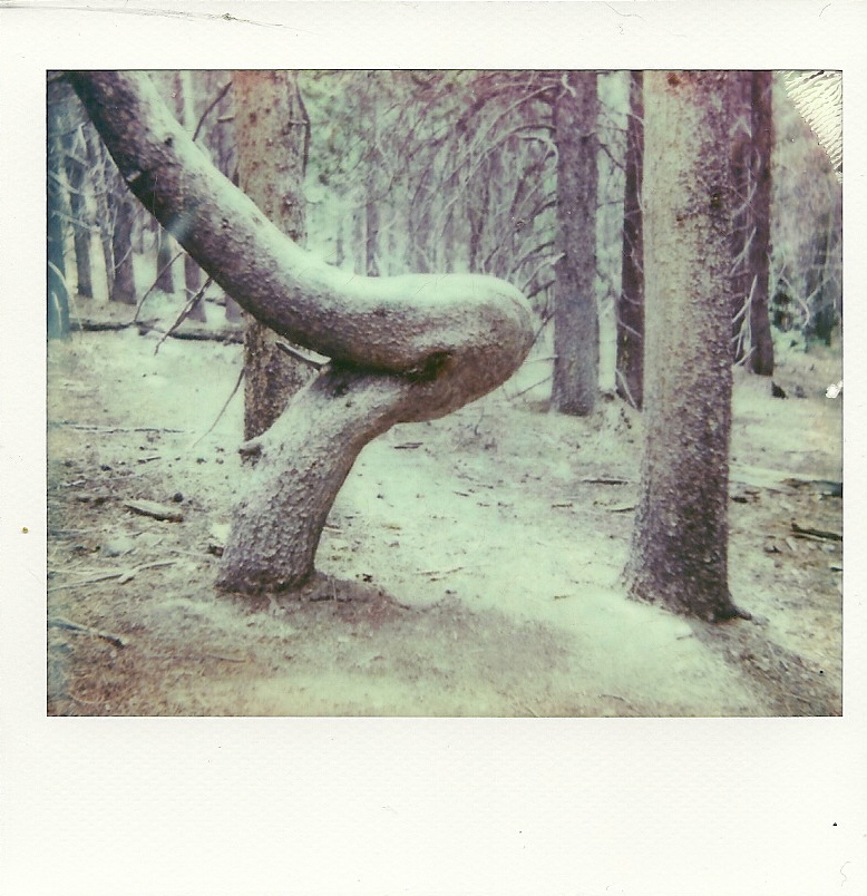 Bent Tree