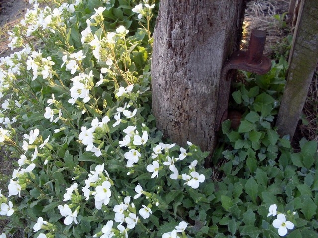 Flowers next to fence