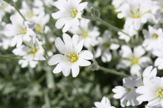 White Flowers